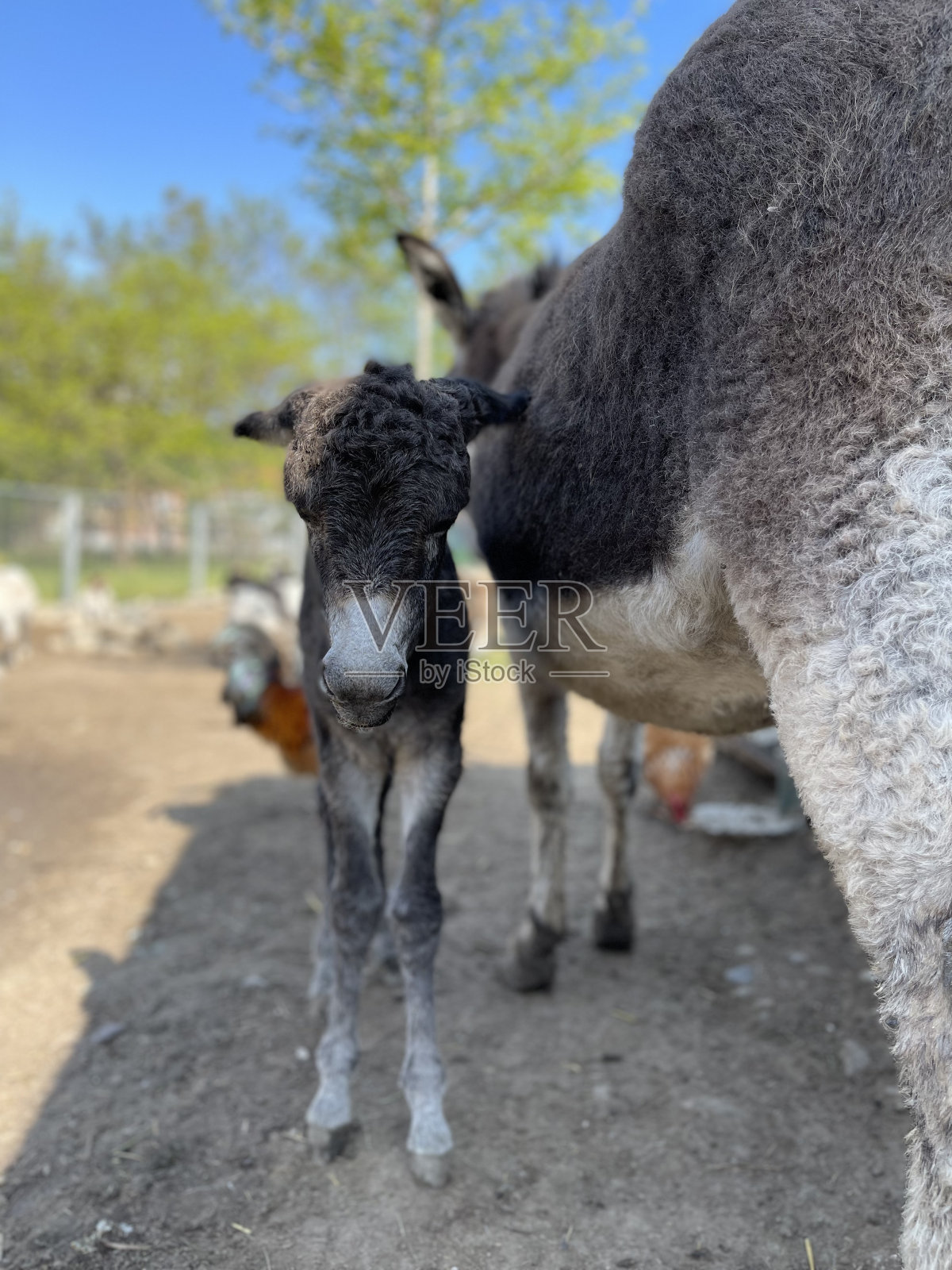 小毛驴和妈妈照片摄影图片