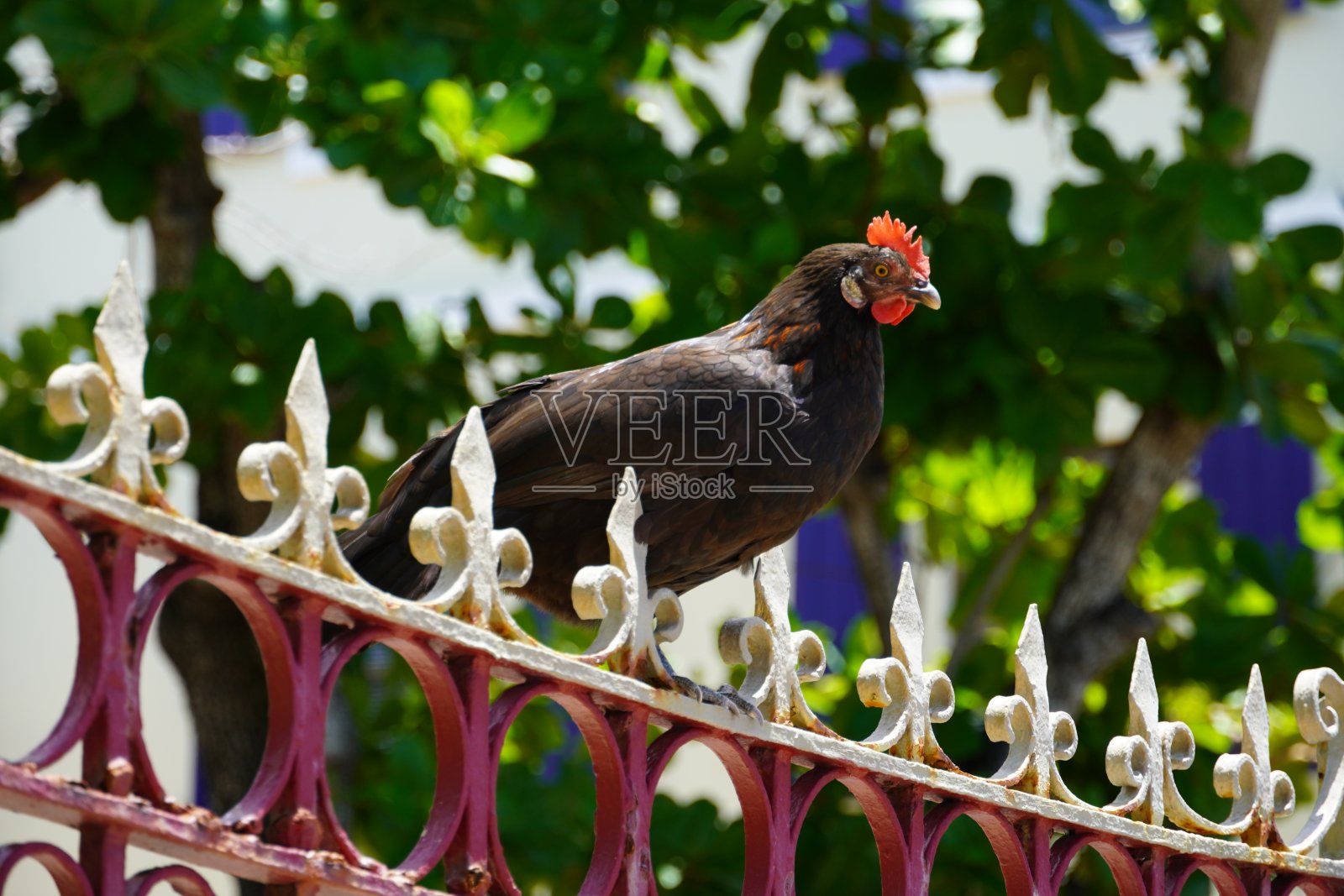 篱笆上的黑鸡照片摄影图片