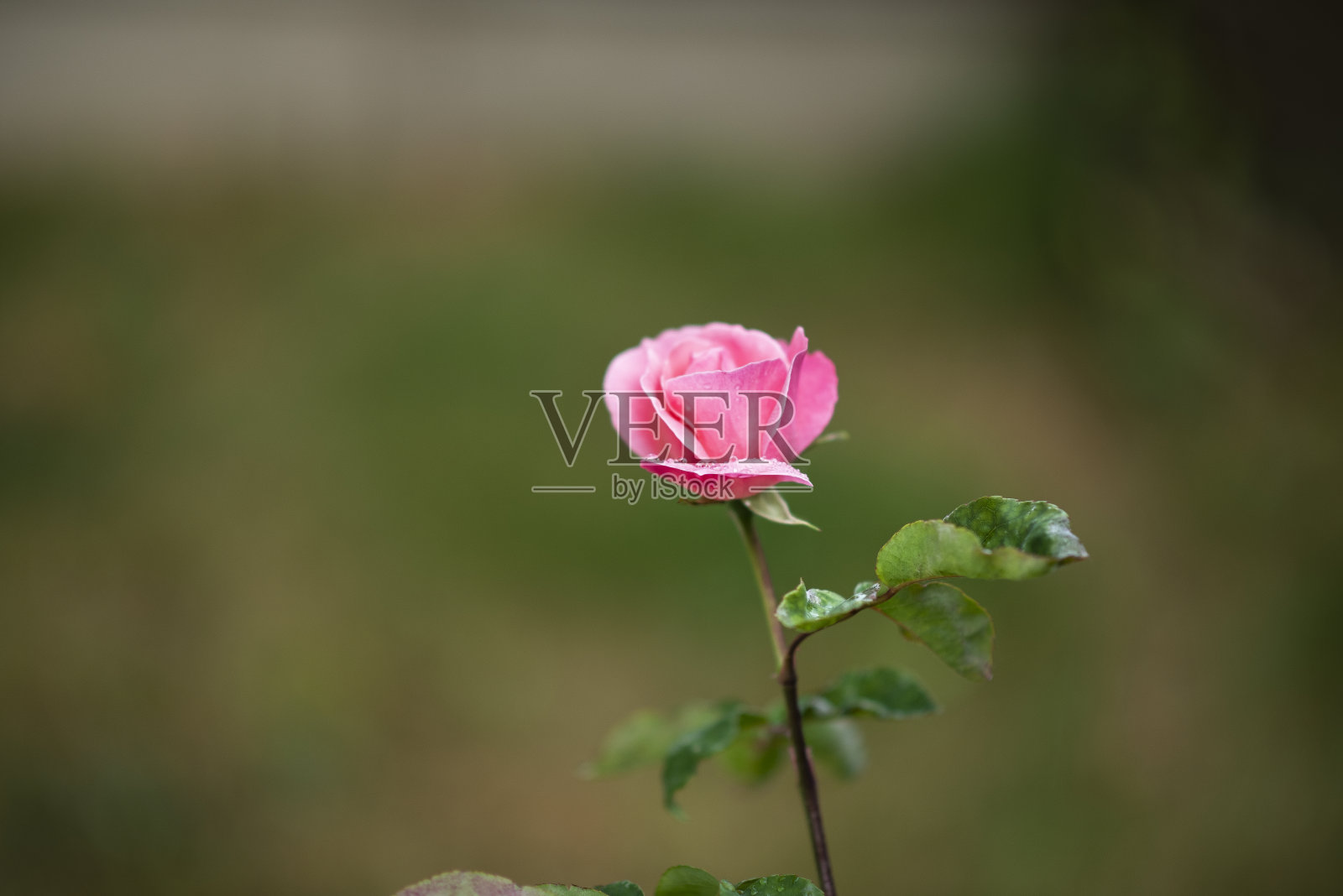红粉红的玫瑰在雨后绽放照片摄影图片