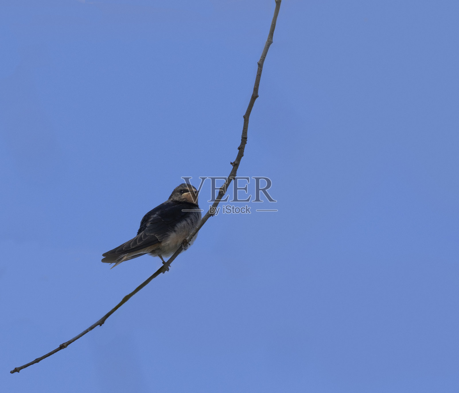 一只羽翼未丰的燕子，Hirundo rustica，照片摄影图片