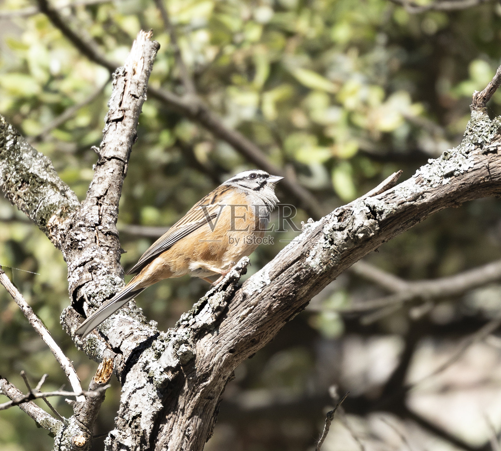 Rock Bunting, Emberiza cia, Monfragüe N.P，埃斯特雷马杜拉，西班牙。照片摄影图片