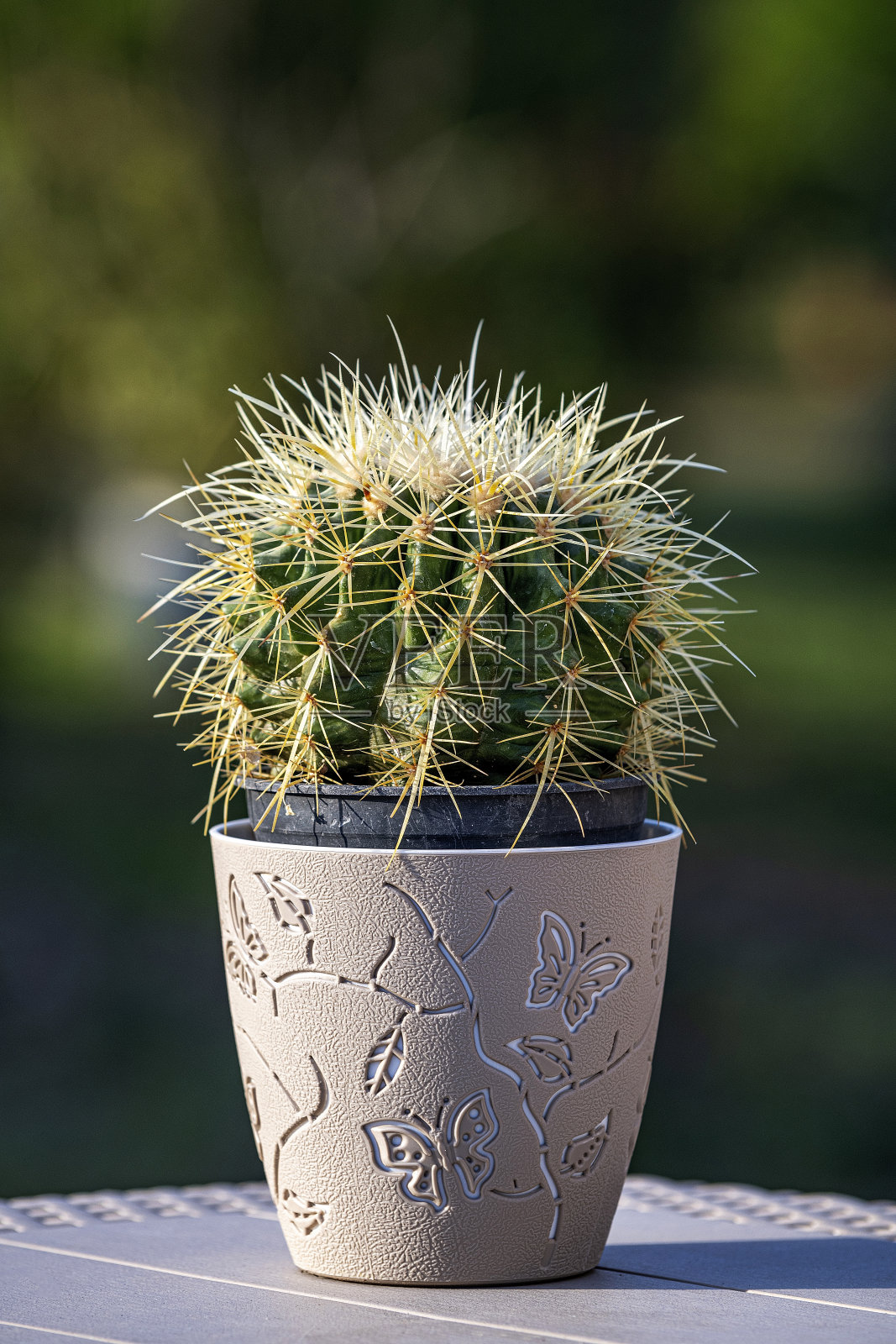 一个球形的装饰仙人掌在花园里照片摄影图片