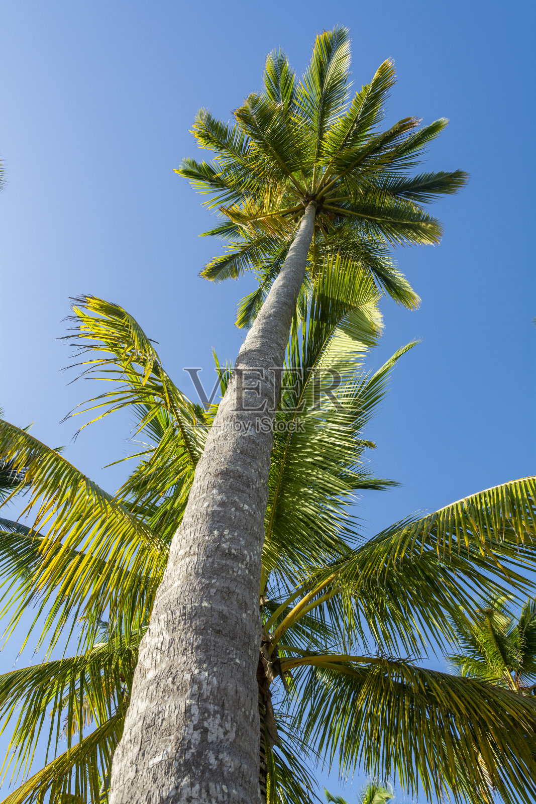椰子棕榈树照片摄影图片