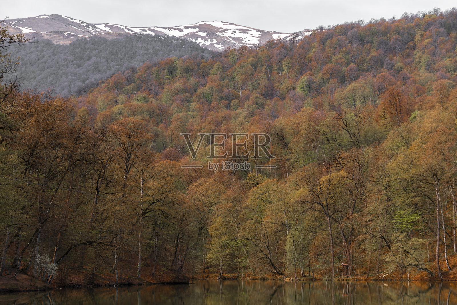 美丽的春天景观森林与湖泊。照片摄影图片