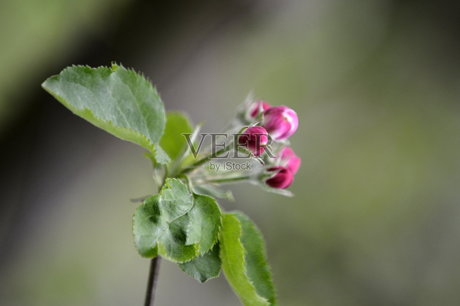 苹果园春天开花，苹果春天开花，农业新生活理念照片摄影图片