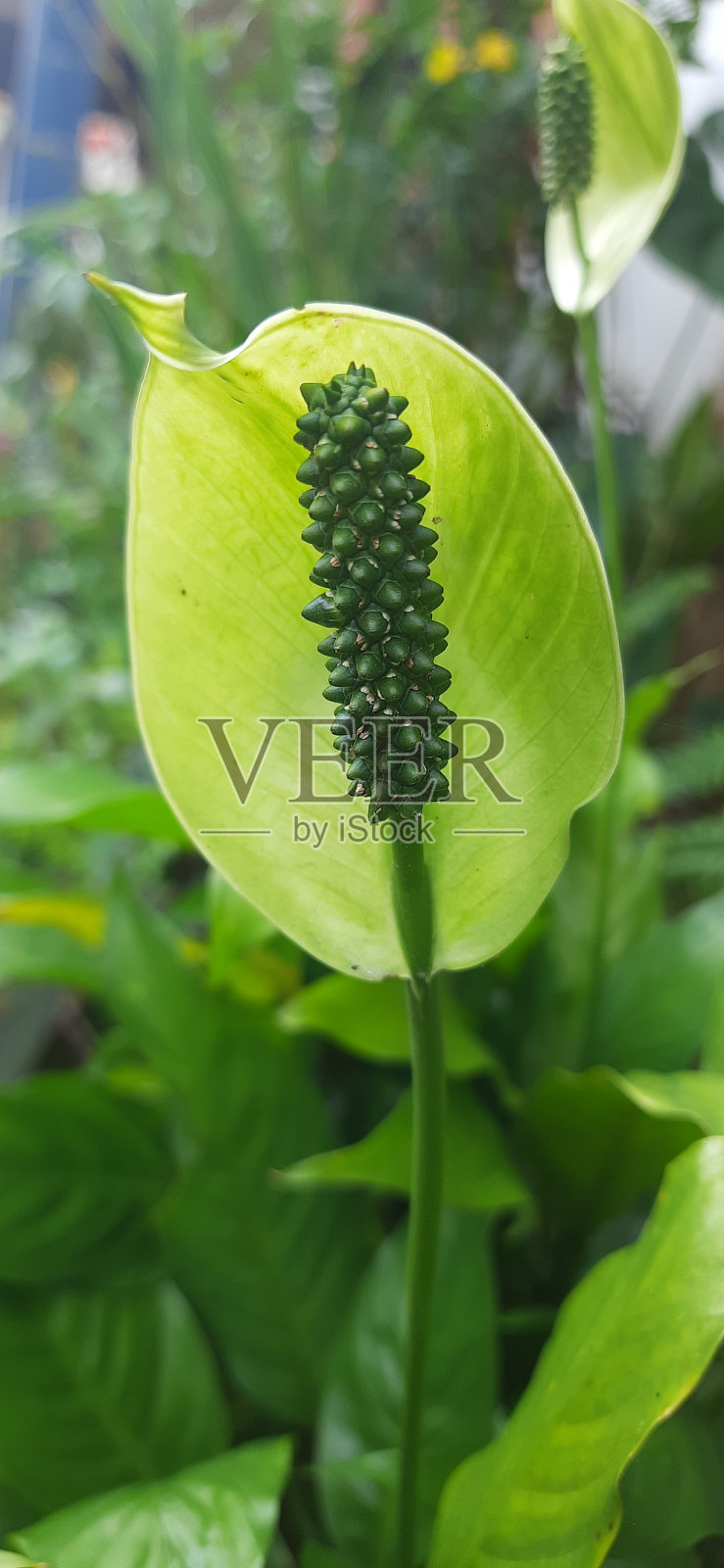 绿色和平百合照片摄影图片