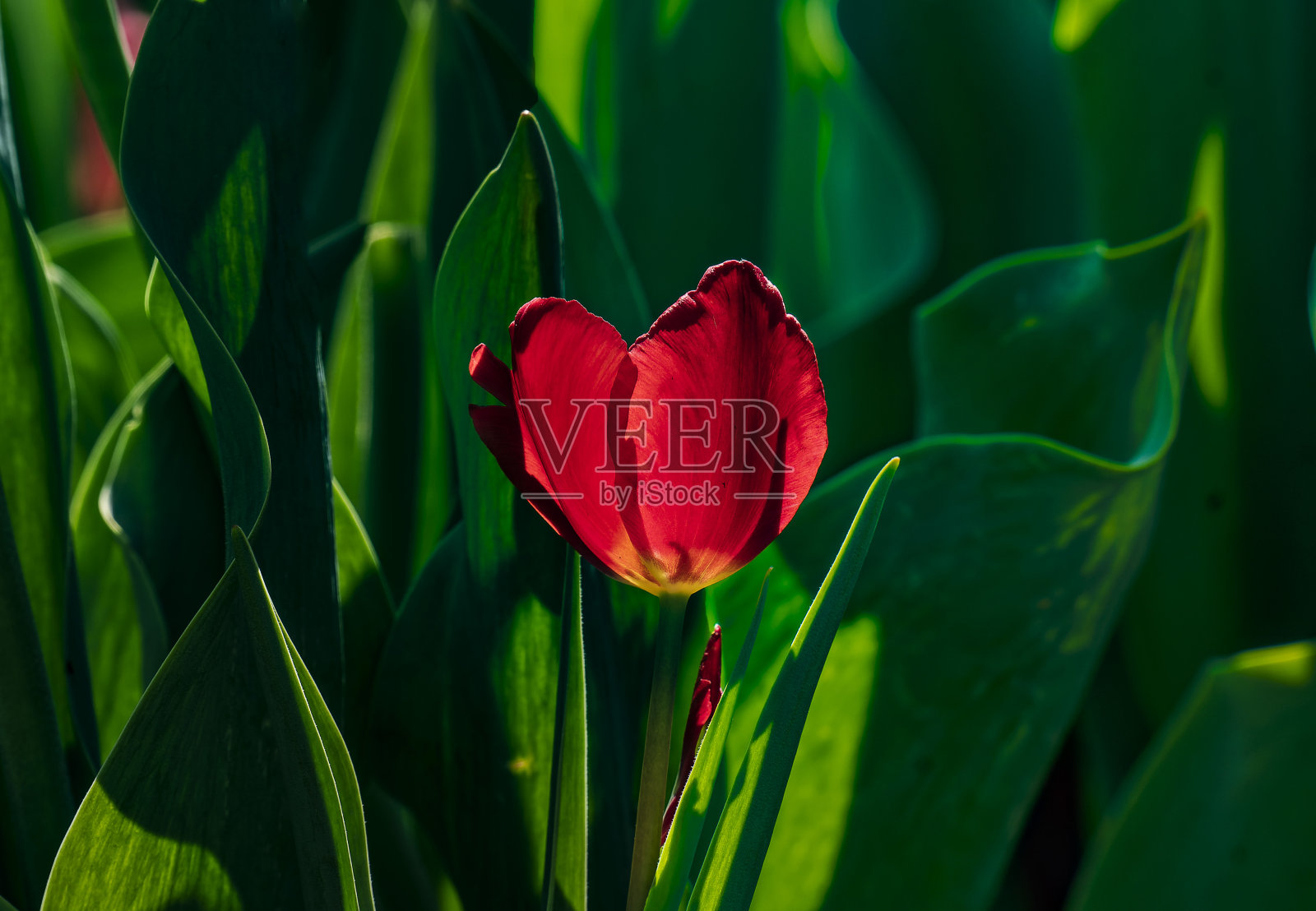 在柔和的光线下发光的郁金香照片摄影图片