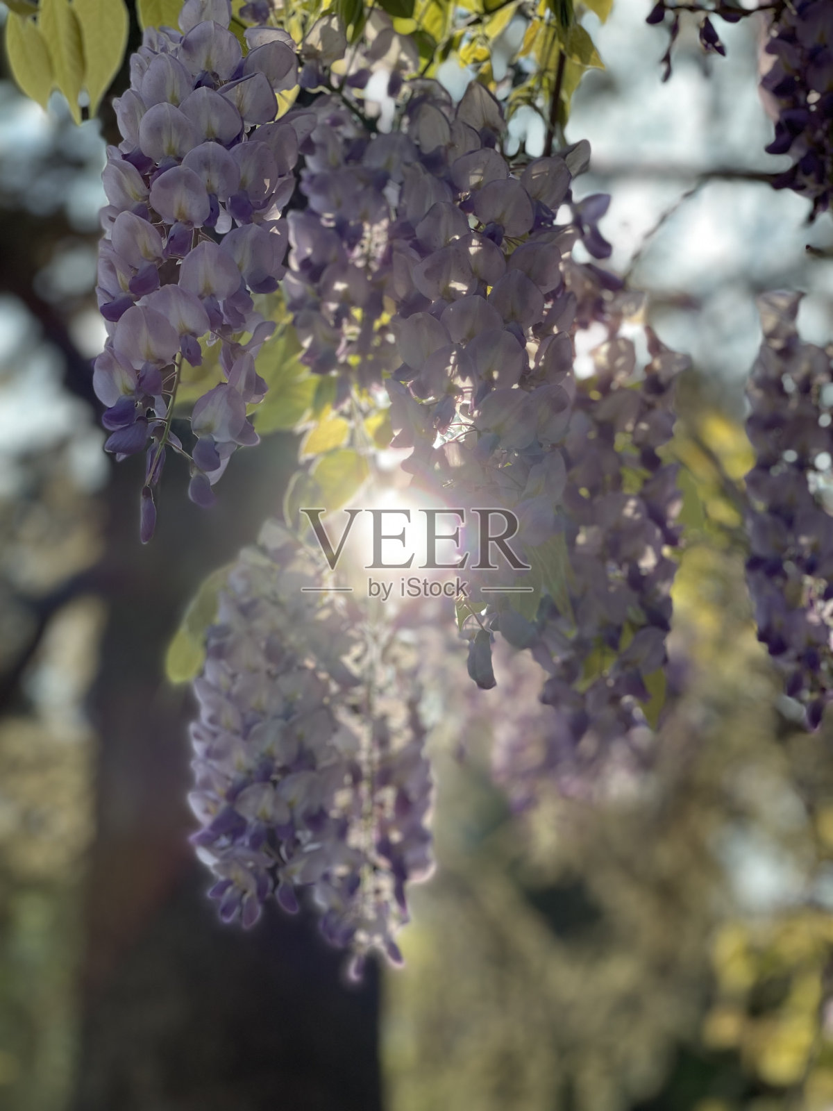 紫藤花照片摄影图片