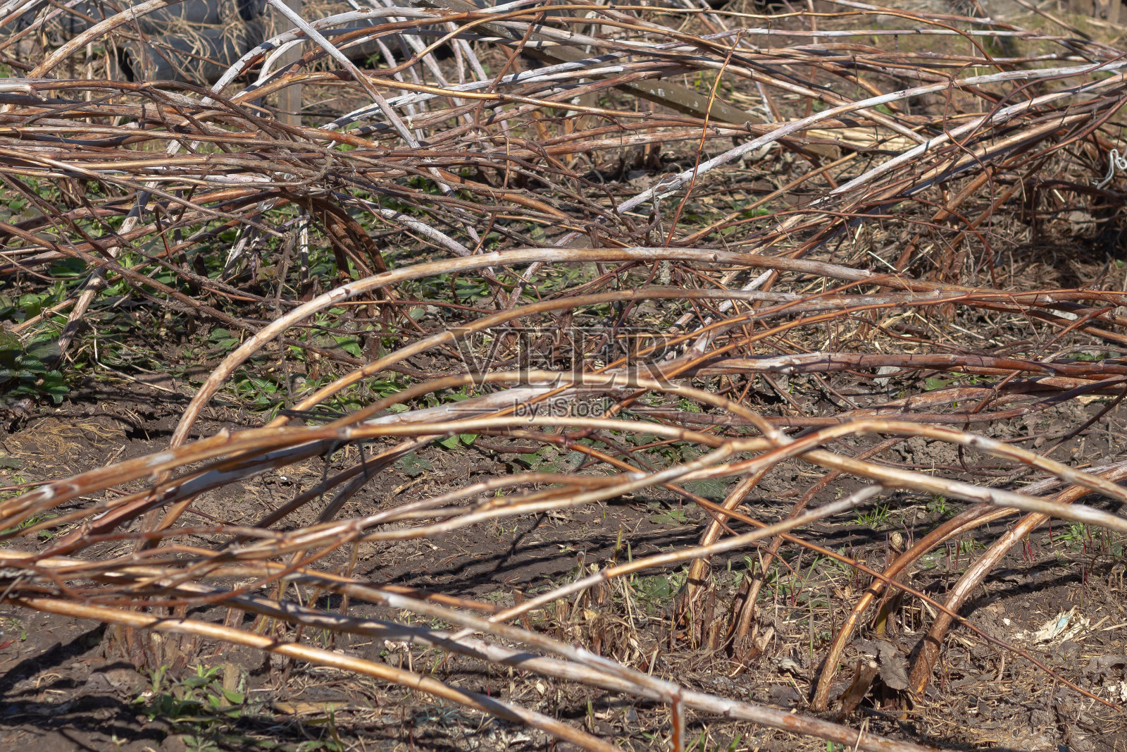 覆盆子的树枝被压在地上，倾斜着，这样冬天就不会结冰照片摄影图片