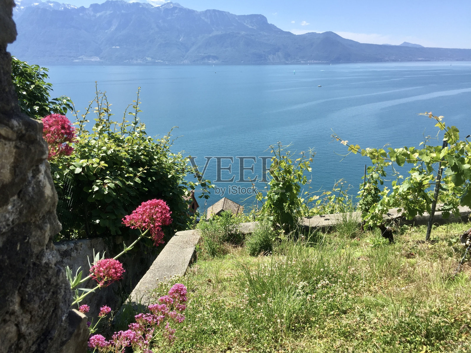 瑞士-沃州-圣萨波林-拉沃的梯田照片摄影图片