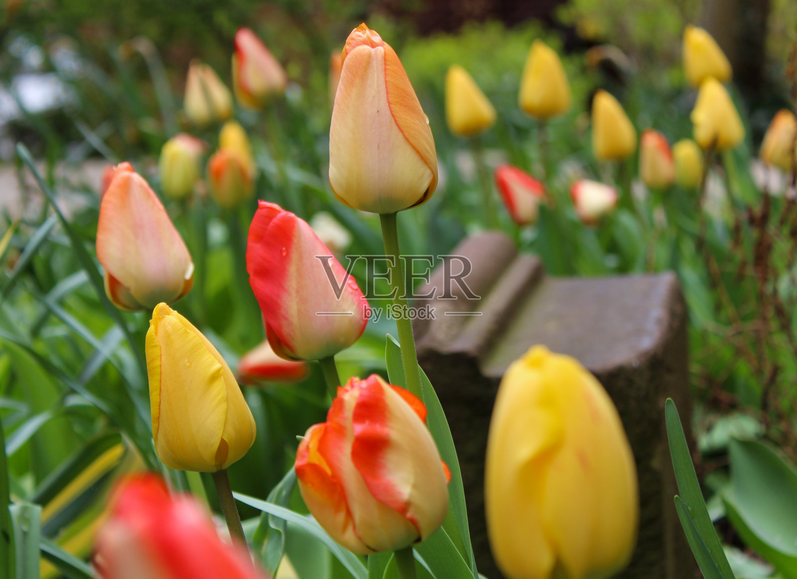 郁金香开放照片摄影图片