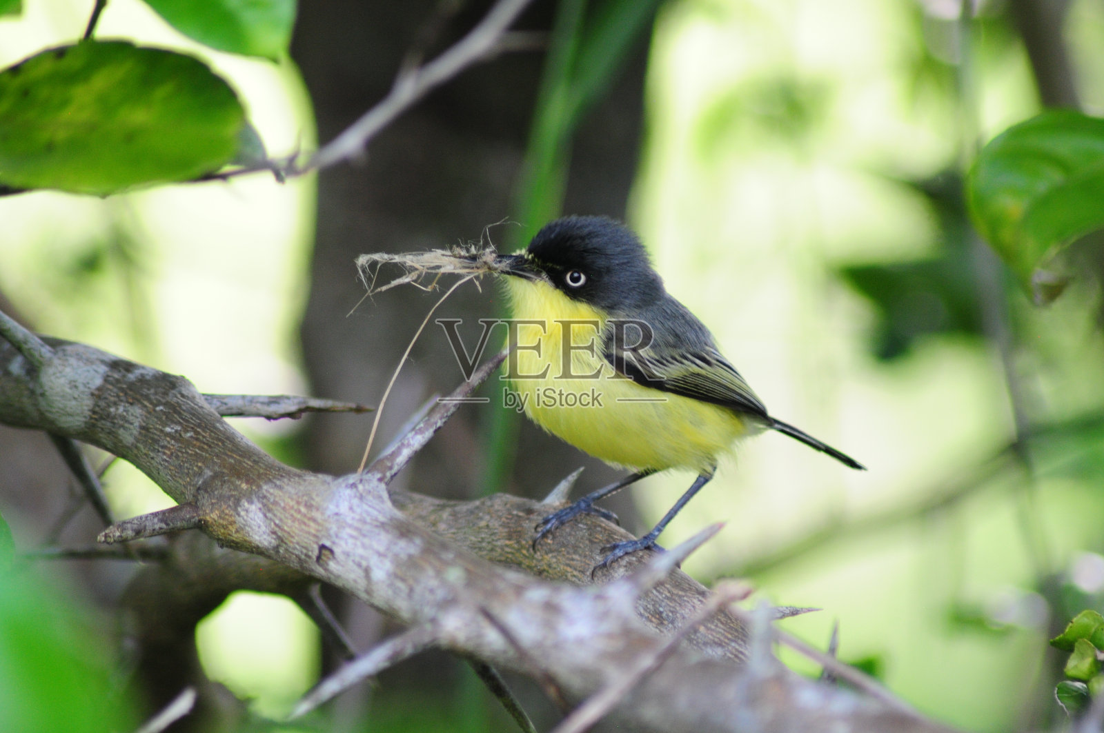 树枝上美丽的小鸟照片摄影图片