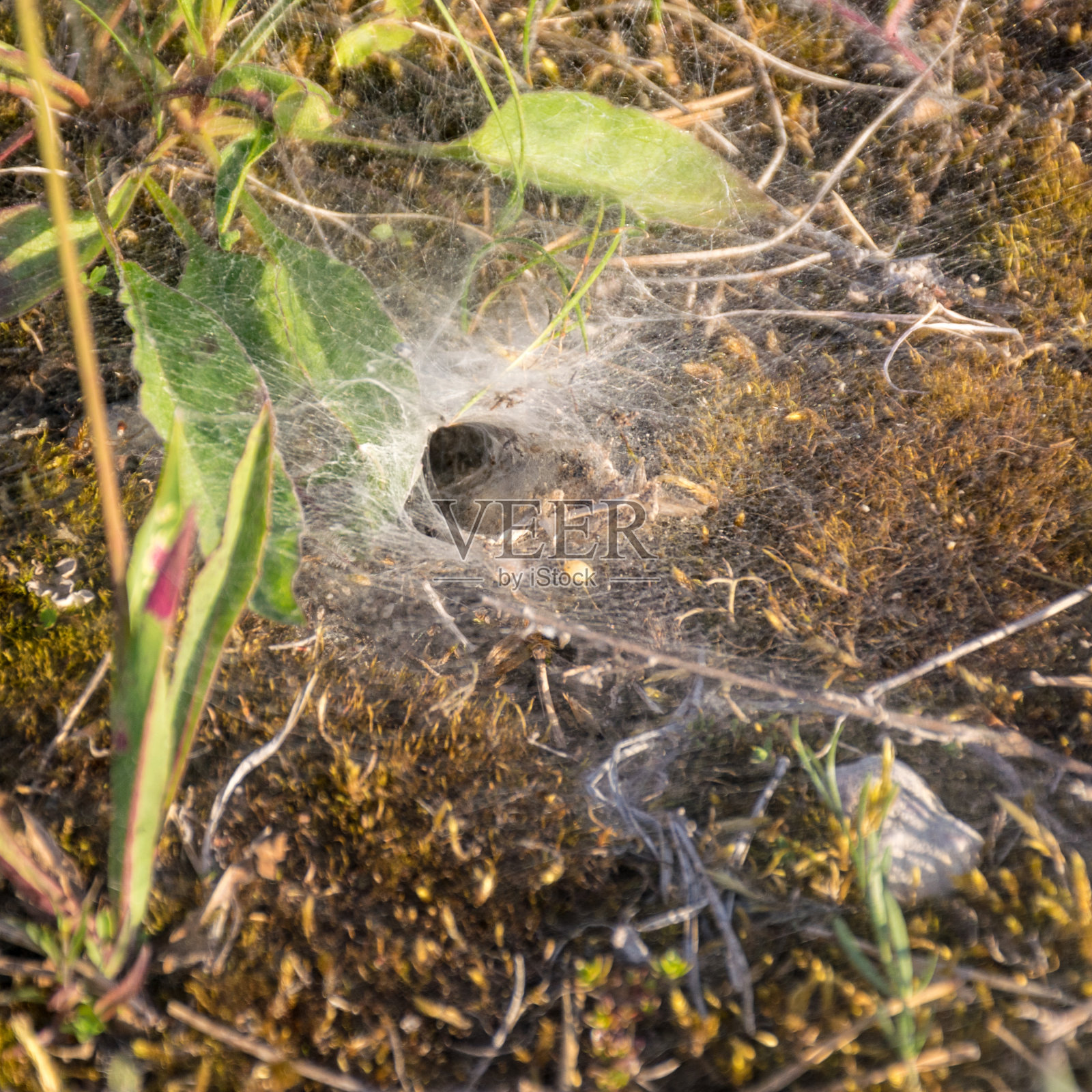 一张美丽的蜘蛛网，在早晨的第一缕晨光中拍摄于萨勒玛岛的海滨照片摄影图片