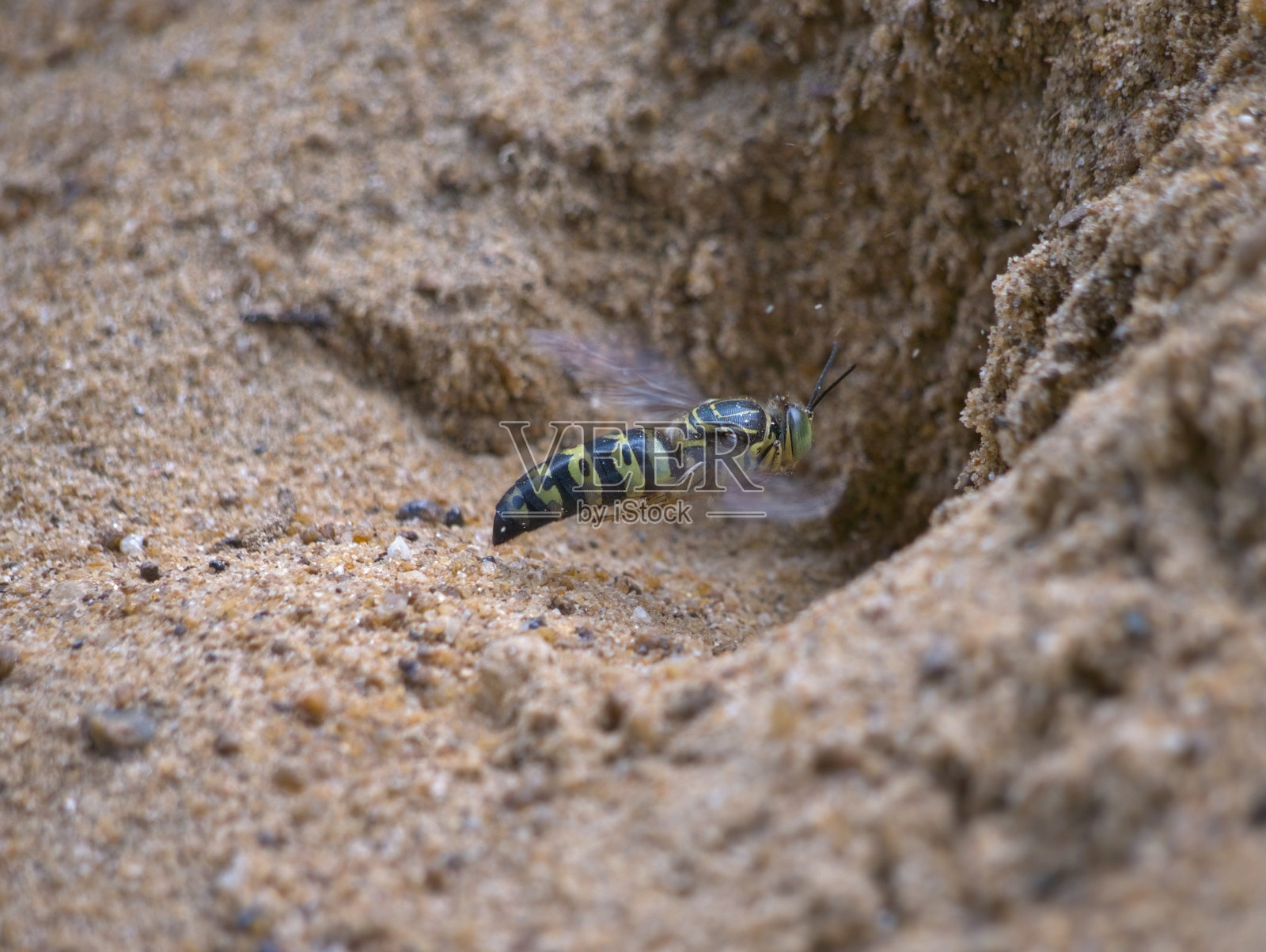 沙蜂在洞口前飞舞照片摄影图片