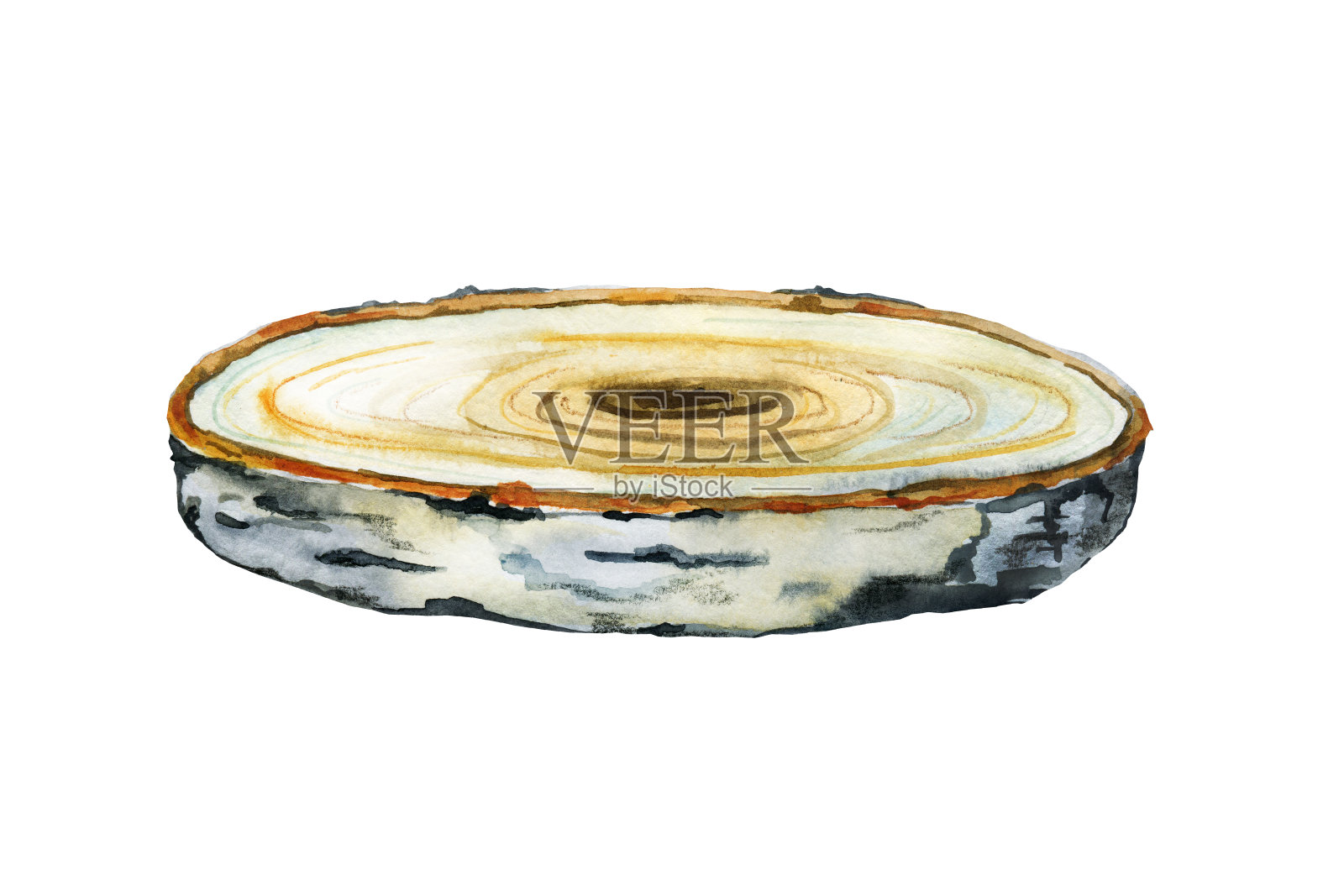 圆锯切成一棵树，用树皮切成桦树，作装饰用。手绘水彩插图孤立在白色背景插画图片素材