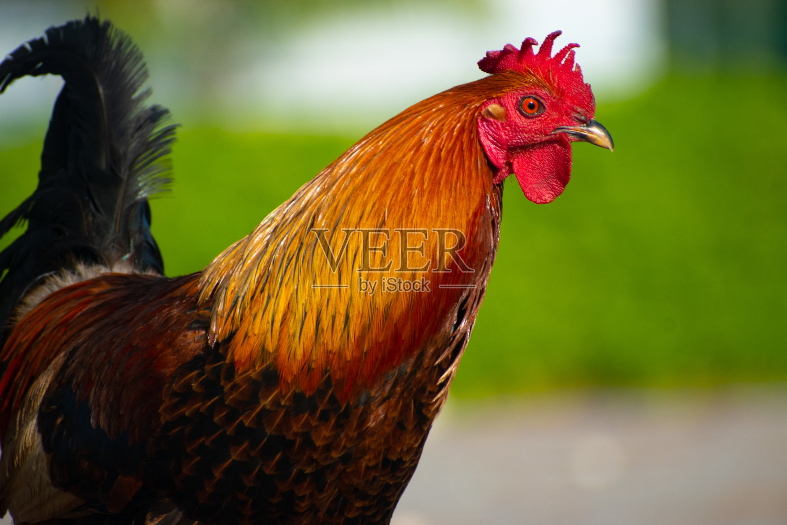 烤面包的人站在炎热的阳光下照片摄影图片