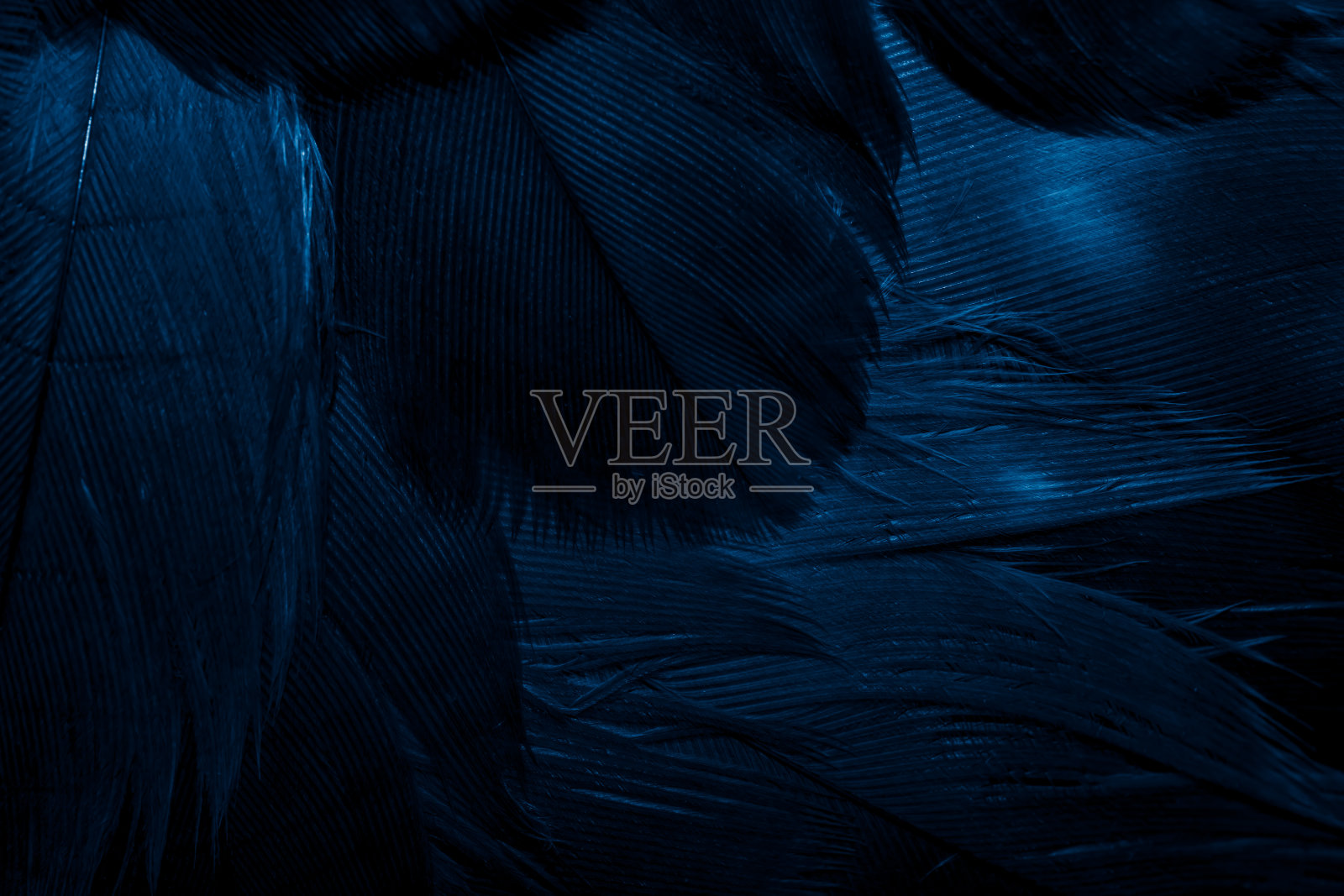 可见细节的蓝色鹰羽。背景或纹理照片摄影图片