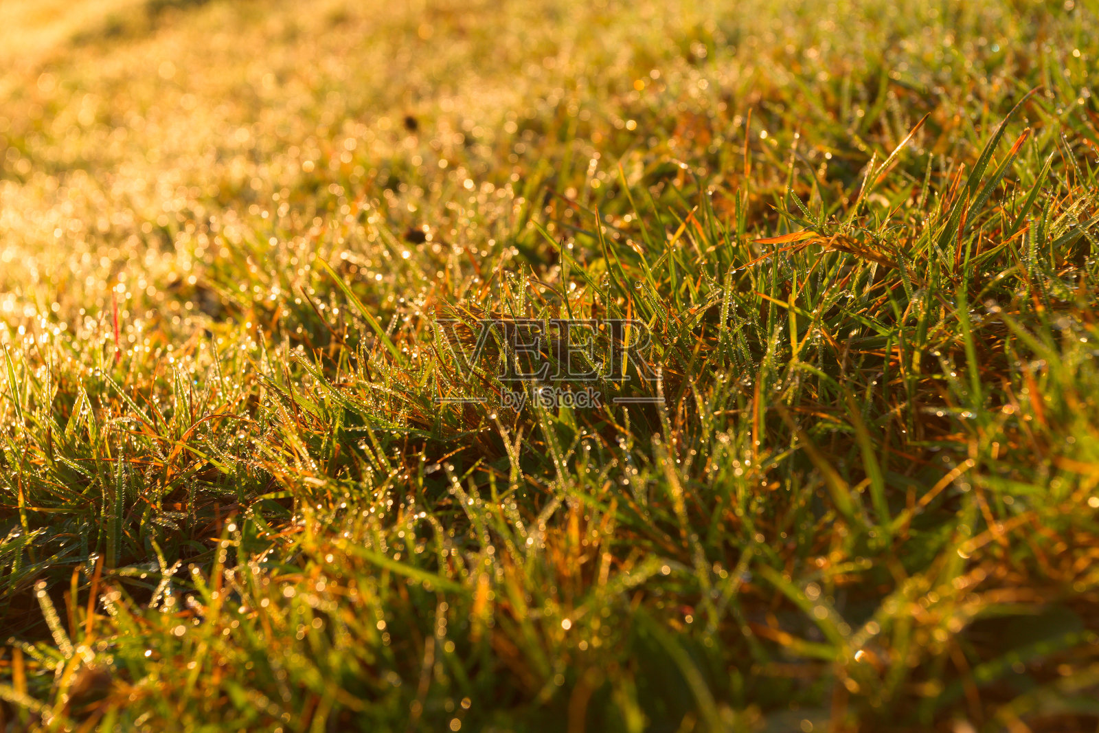 甘露。日落时的自然背景。关闭。雨后草地上的水滴。太阳从草丛中钻了出来。文本。照片摄影图片