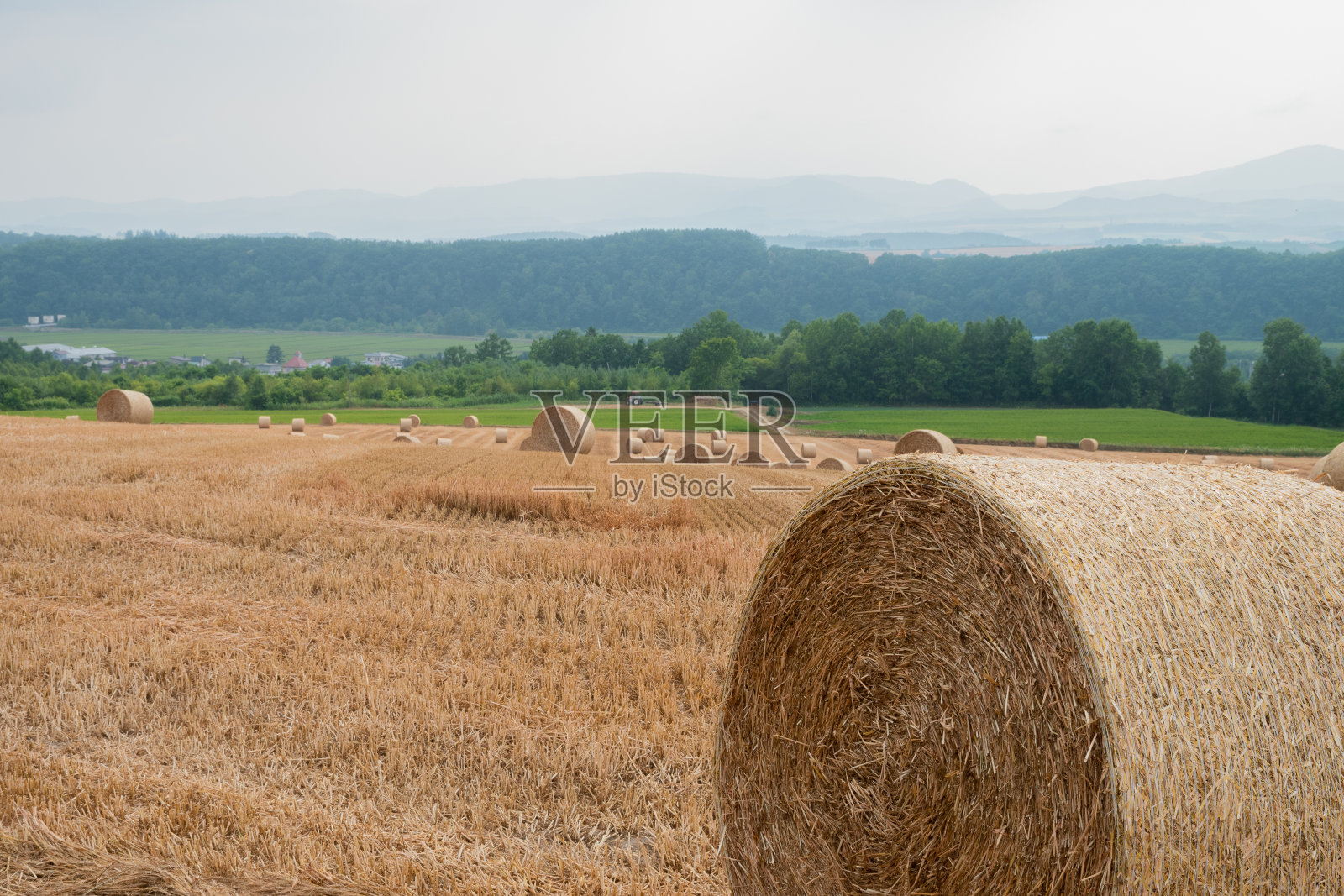 麦子收割后在麦田里打滚照片摄影图片