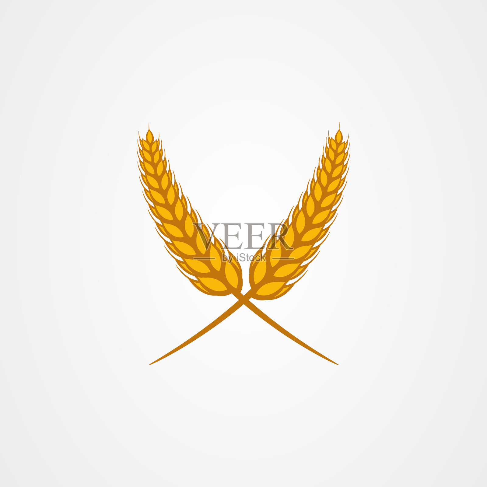 孤立在白色背景上的小麦插画图片素材