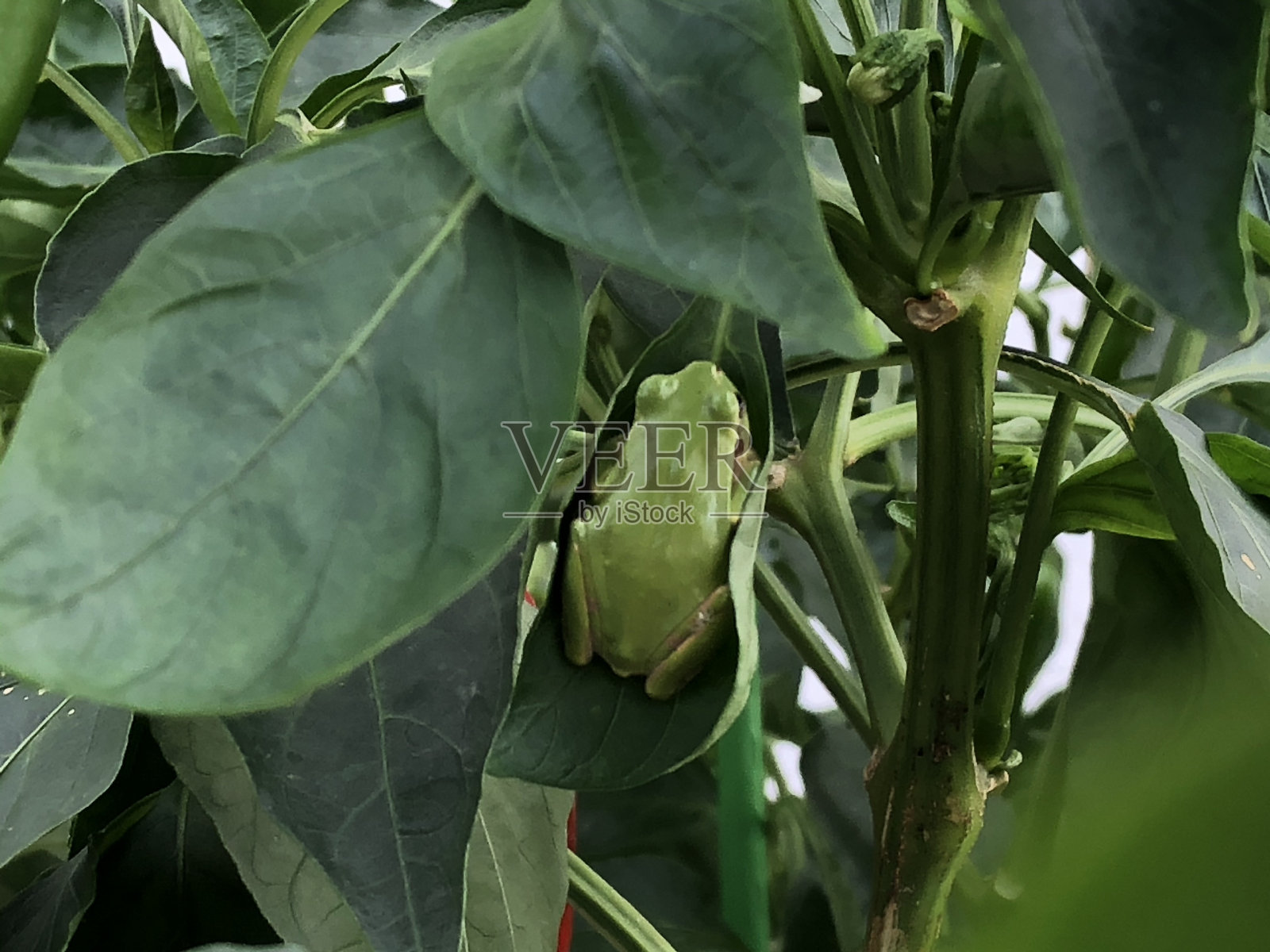 小青蛙在灯笼椒叶子上照片摄影图片