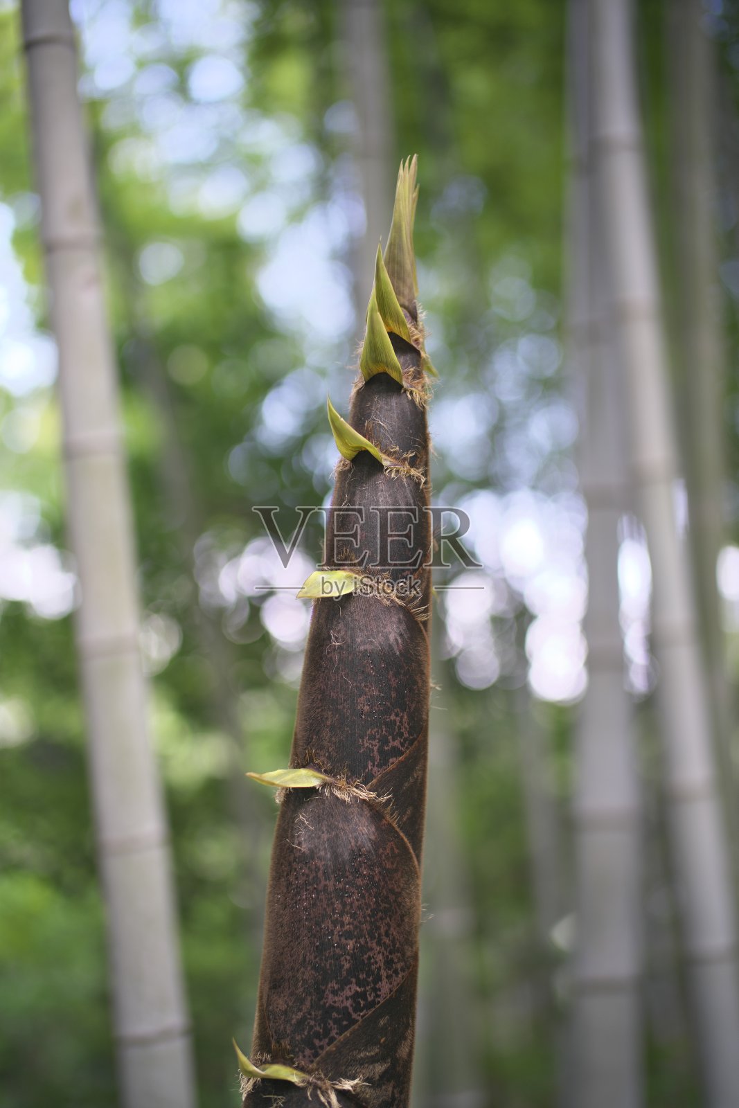 日本东京，春天竹林里的竹笋照片摄影图片