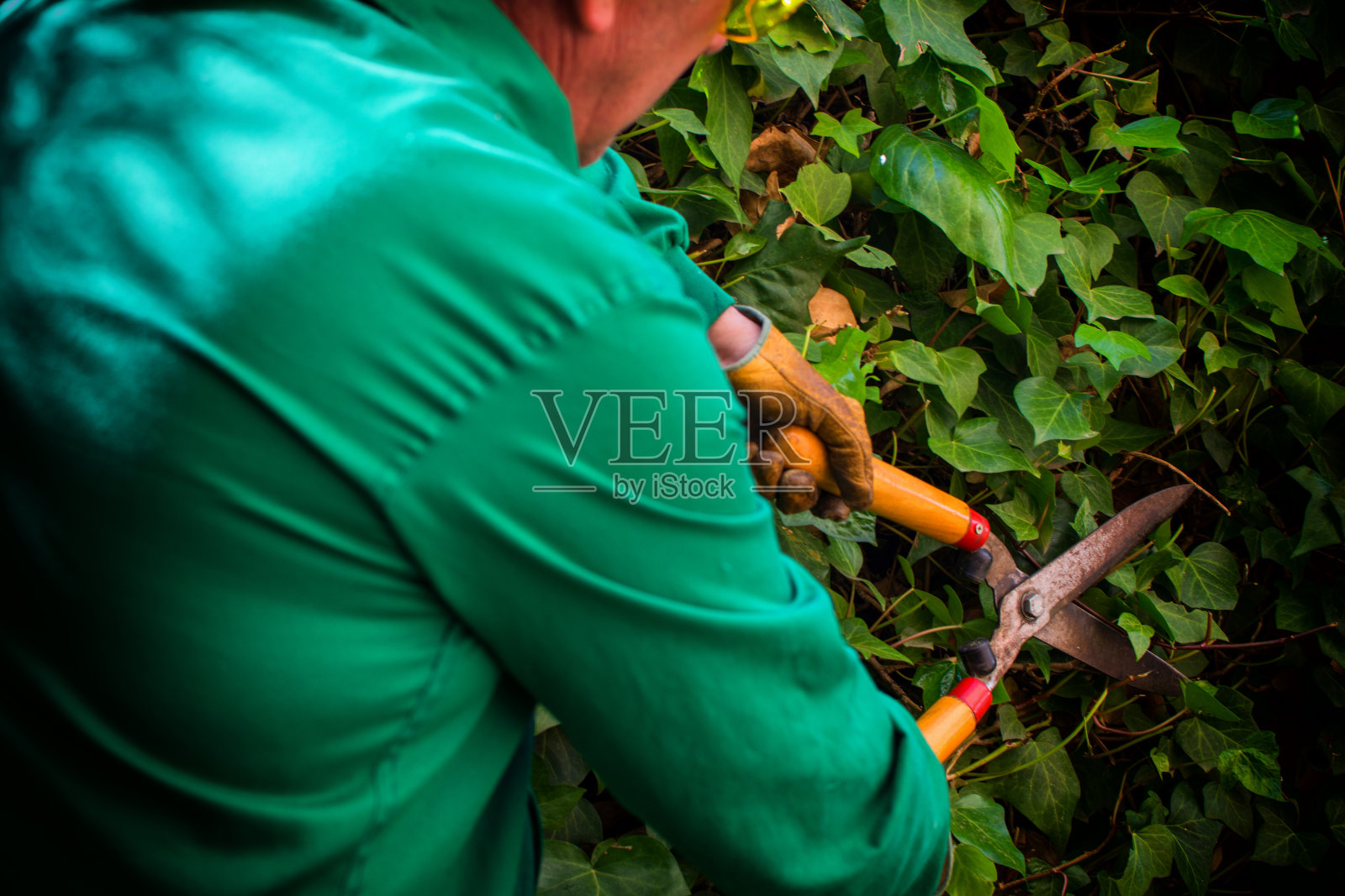 一个陌生男子正在用剪枝剪从自家花园里剪干树叶。园艺的概念照片摄影图片