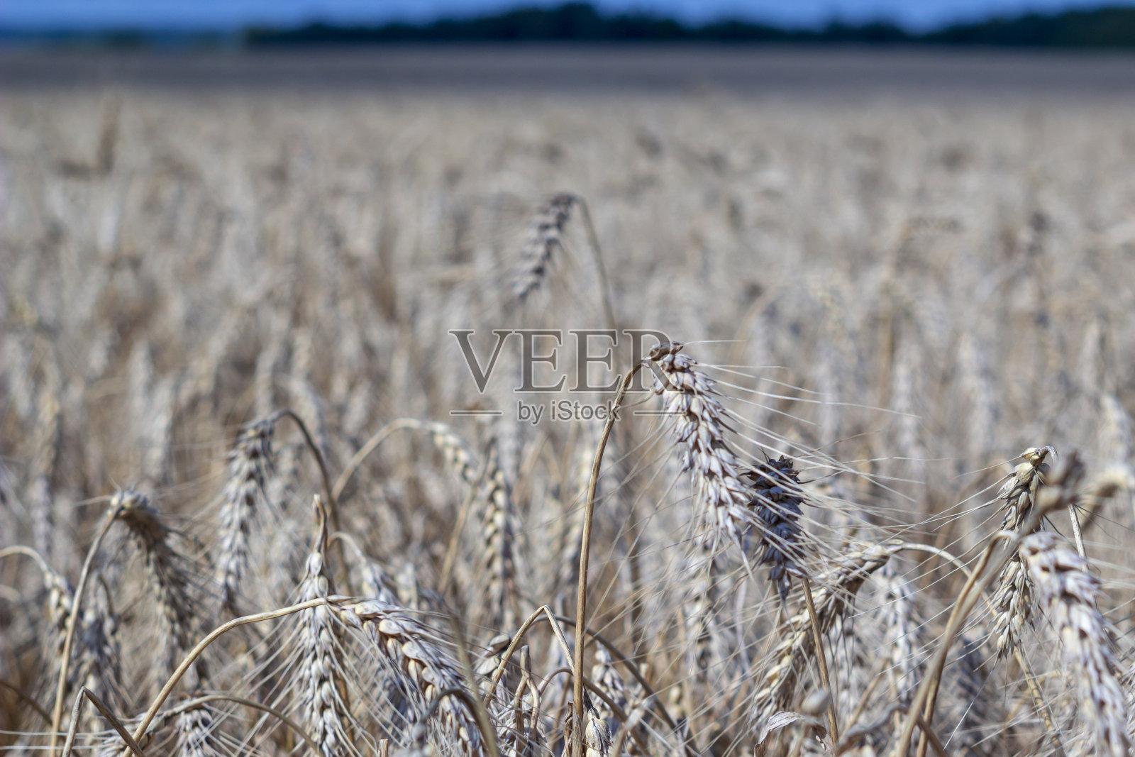 收获时的麦田和黄色的小麦干堆。复制空间的夕阳光线在地平线上的乡村草地。自然照片丰收的想法。照片摄影图片