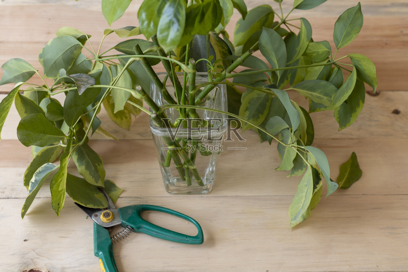 鹅掌柴水传播照片摄影图片