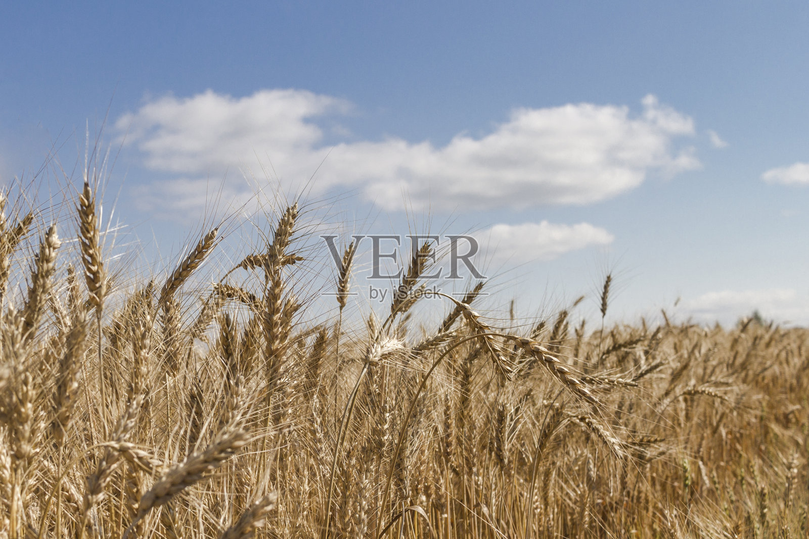 从青蛙的角度看，麦田里有天空和云彩照片摄影图片