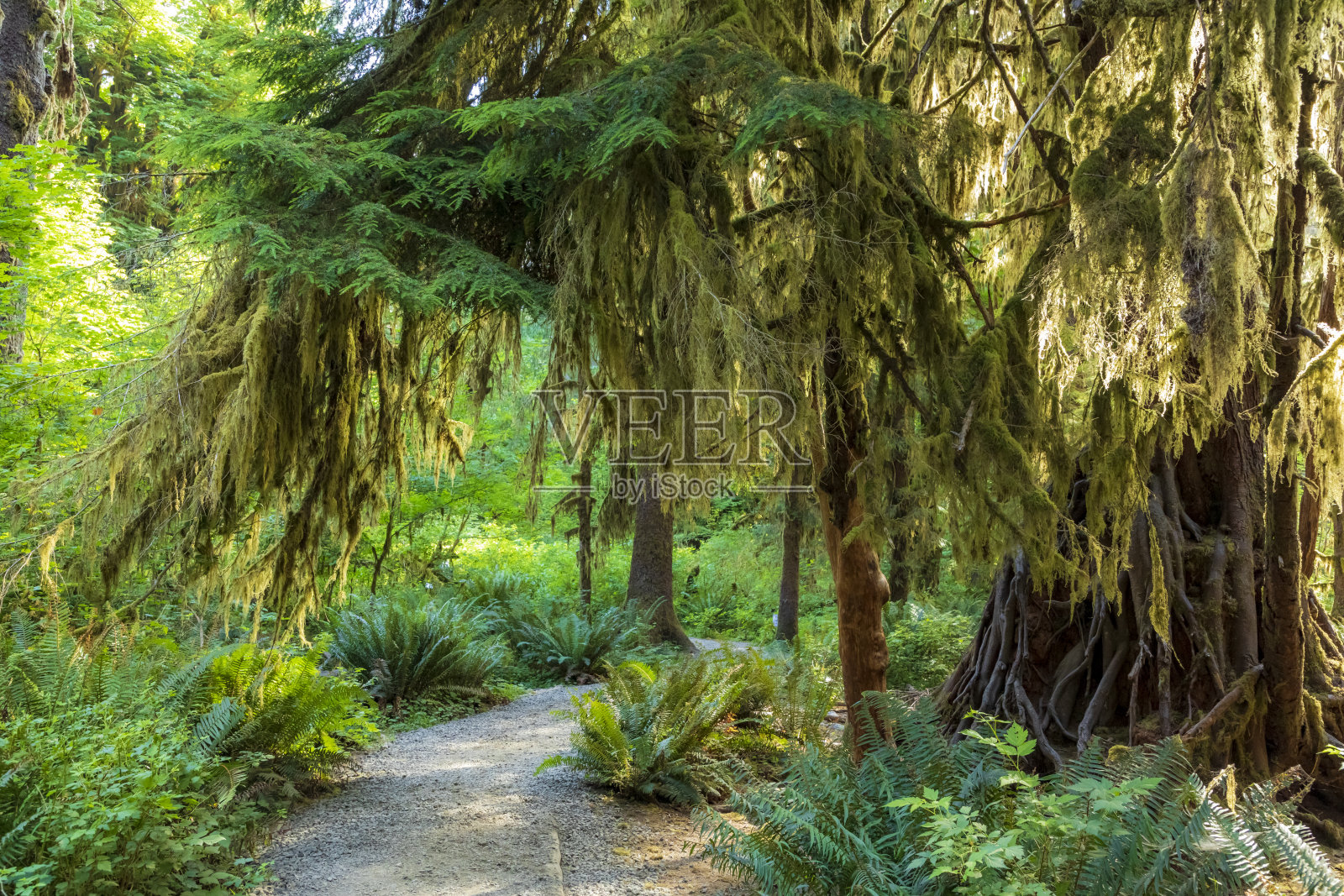 夏天的时候，青苔覆盖在西北太平洋郁郁葱葱的雨林中，位于华盛顿州奥林匹克国家公园的霍雨林中。照片摄影图片