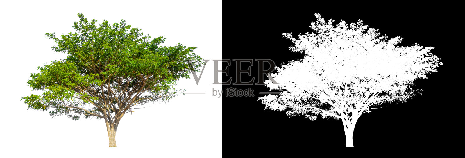 白色背景上的树照片摄影图片