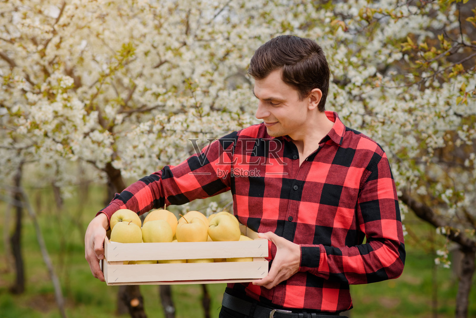 年轻、快乐、微笑的农夫穿着红色t恤，在他的果园里拿着一个装满苹果的箱子。照片摄影图片