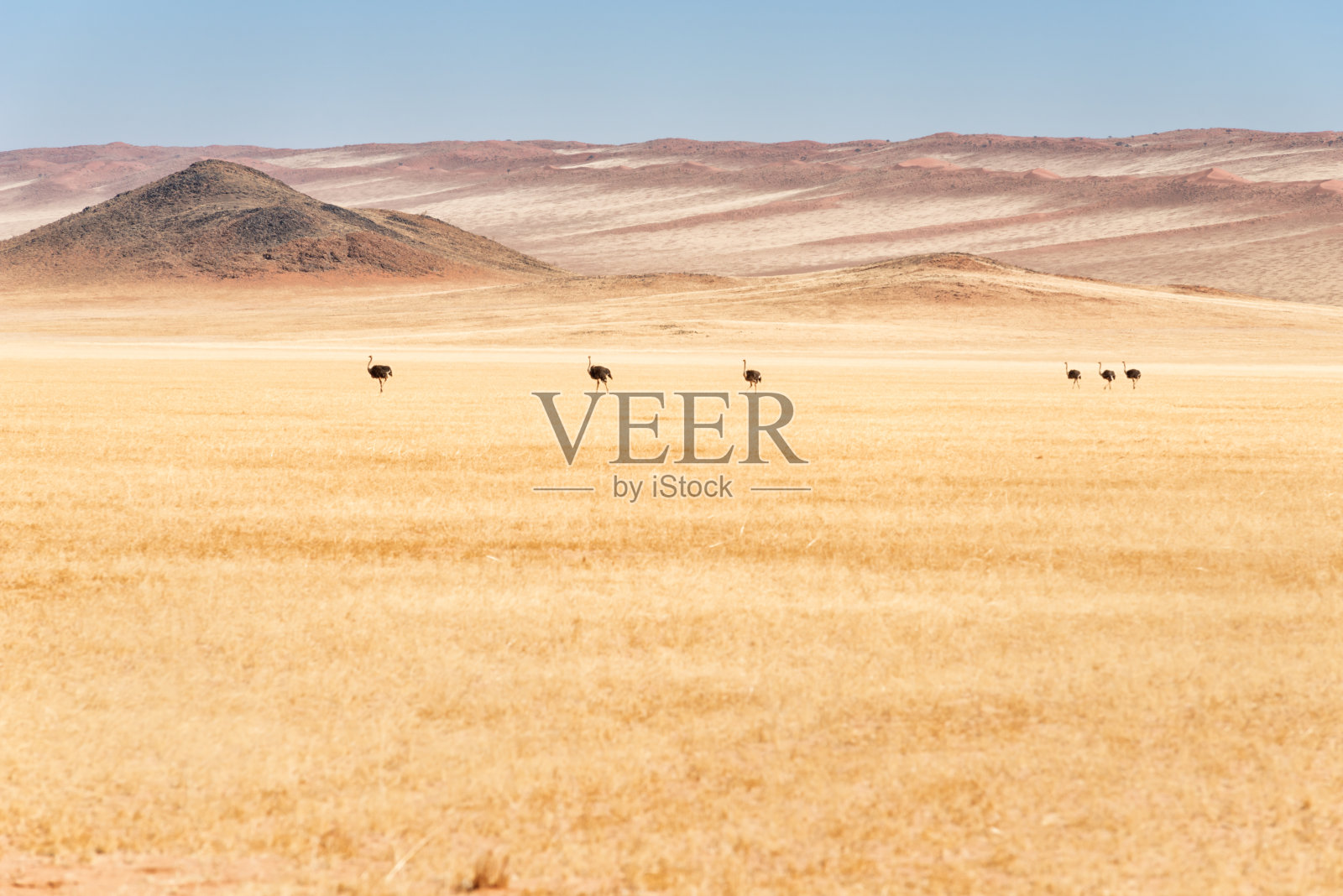 6只鸵鸟在纳米比亚的纳米布兰德自然保护区的平原上照片摄影图片