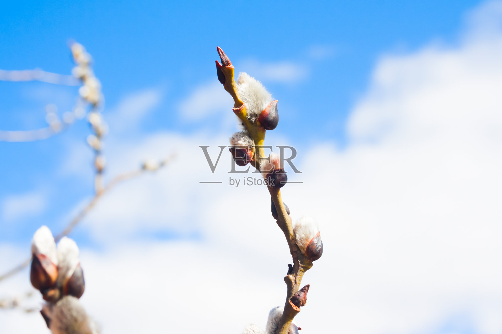 春天在公园或森林的天空蓝色的背景上花了一根柳枝与复制空间。关闭了。弹簧卡。照片摄影图片