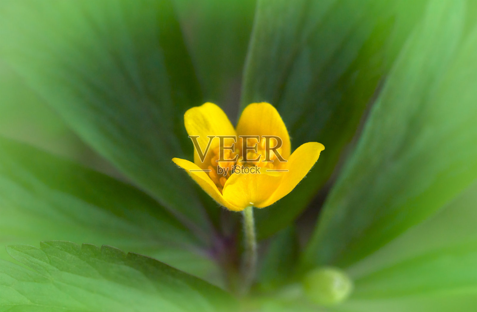 黄月见草的花。花春背景。特写镜头。大自然。照片摄影图片