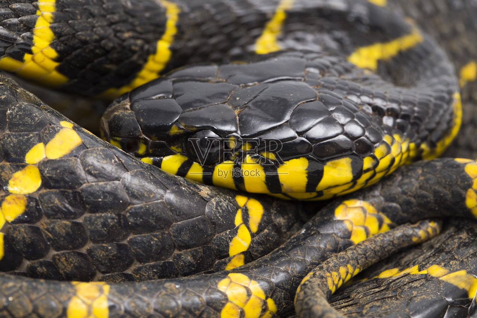 白底波加树蜥红树林蛇照片摄影图片