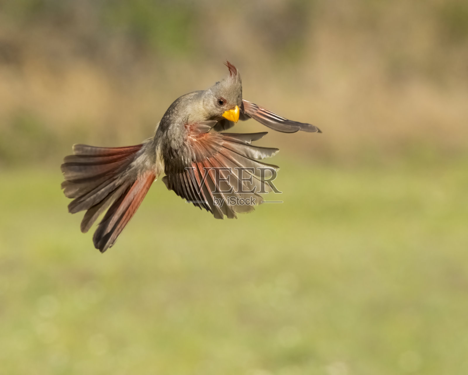 飞行中的女性皮氏厌氧菌照片摄影图片