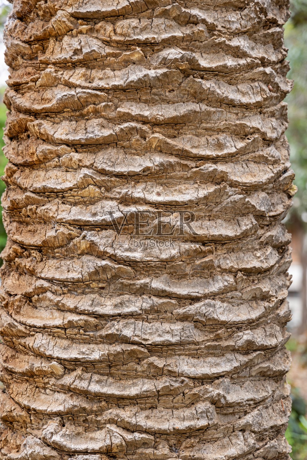 棕榈树的树干照片摄影图片