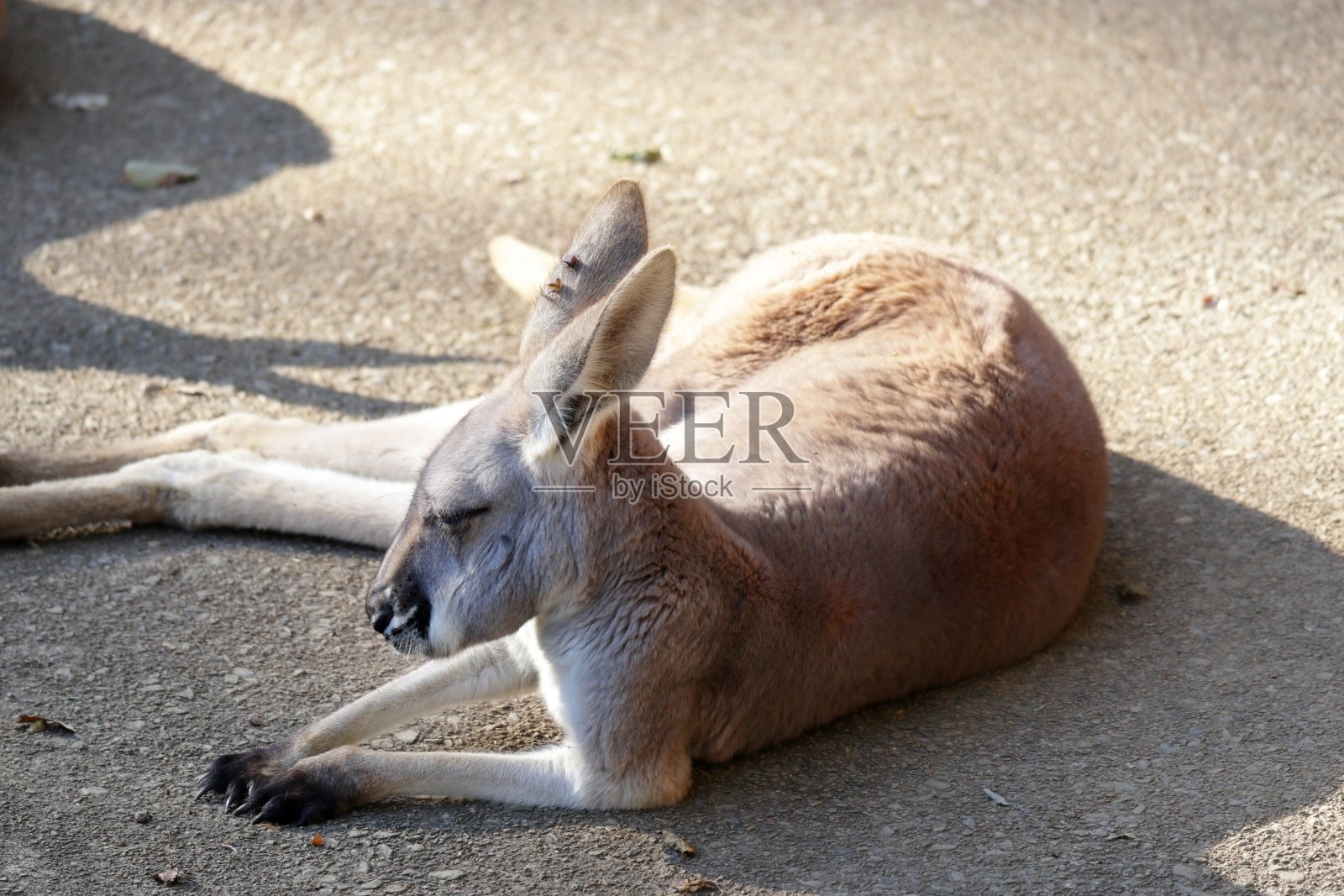 袋鼠照片摄影图片