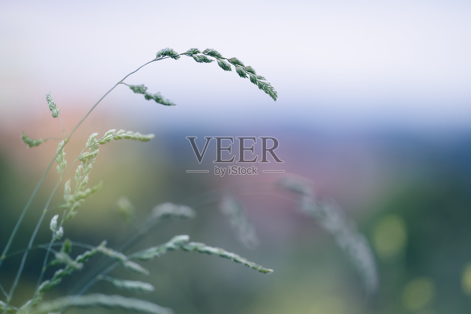 软焦点特写许多茎与小穗的野生草在日落拷贝空间照片摄影图片