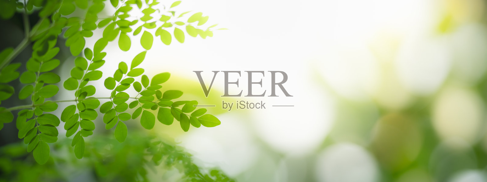 美丽的自然景观的特写绿叶模糊绿叶背景在花园与拷贝空间使用作为背景封面页的概念。照片摄影图片