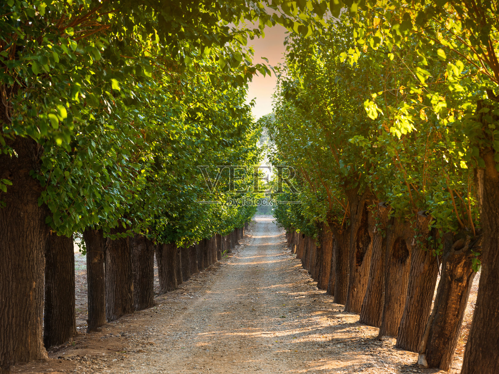 树下的直路视图照片摄影图片