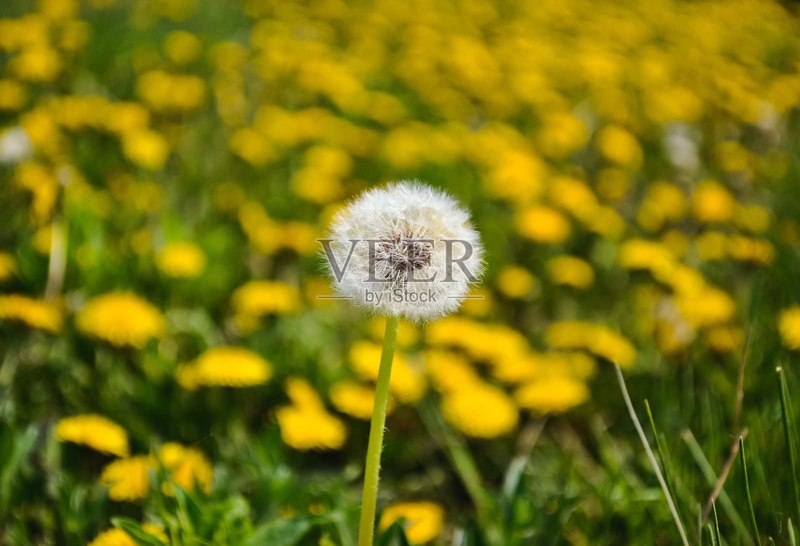 一个成熟纤细的蒲公英的特写，背景是黄色的蒲公英和绿色的草照片摄影图片