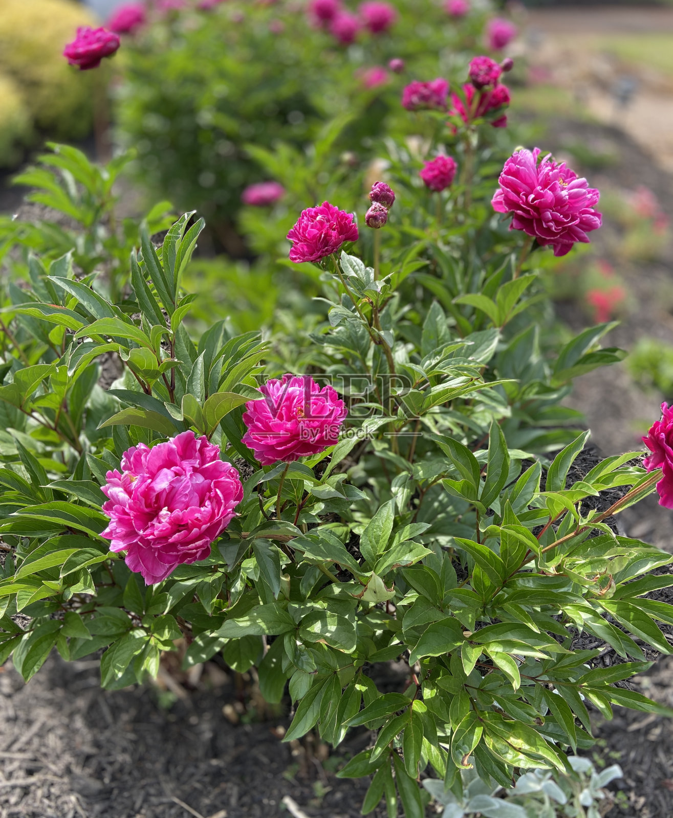 粉红色的牡丹花盛开在花园花坛照片摄影图片