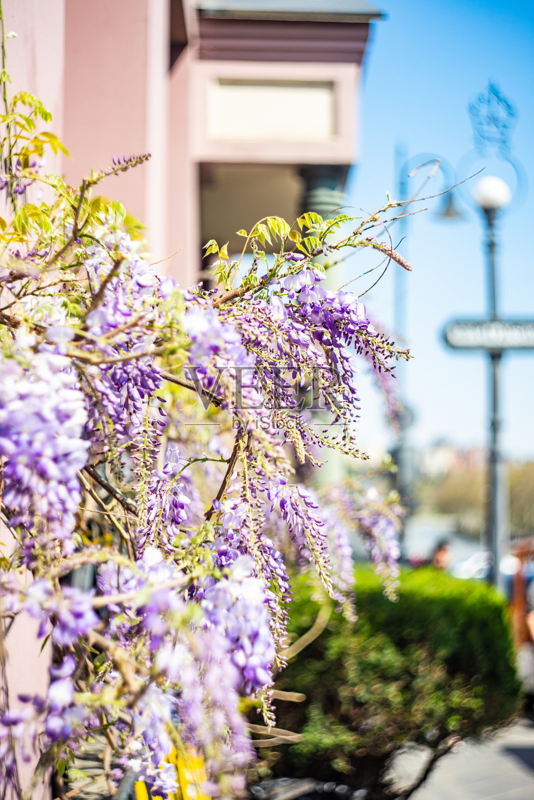 第比利斯老城的春天景色与紫藤植物照片摄影图片