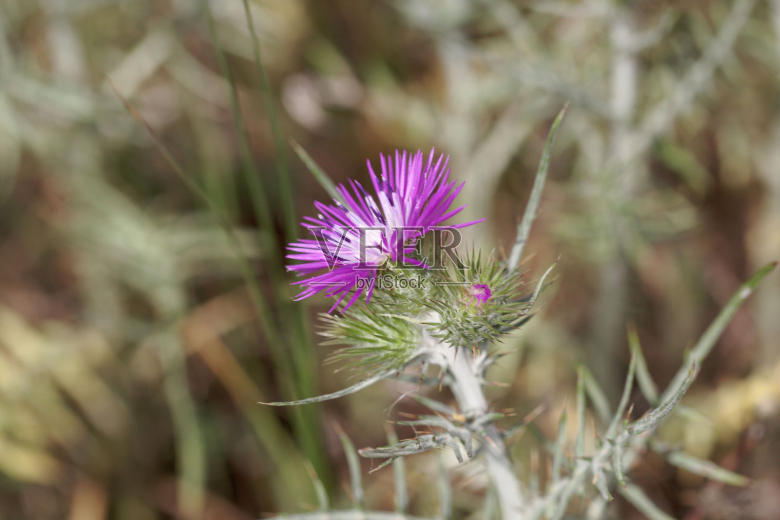 紫色水飞蓟，绒毛半乳杆菌照片摄影图片