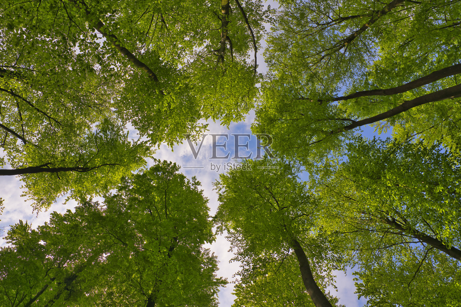 一个伟大的观点到树木方向的天空在五月，德国照片摄影图片