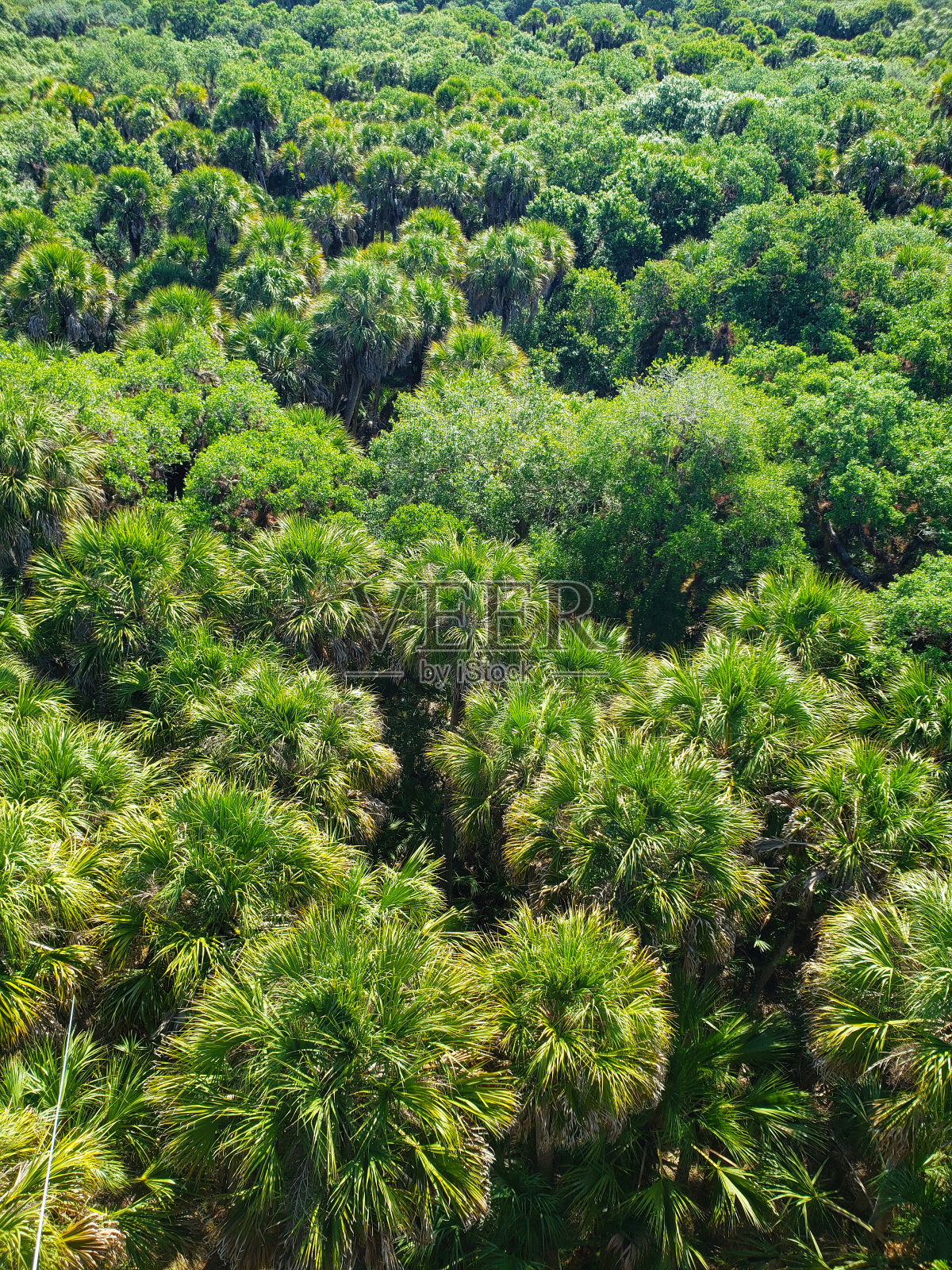 佛罗里达米卡河州立公园的棕榈树鸟瞰图照片摄影图片