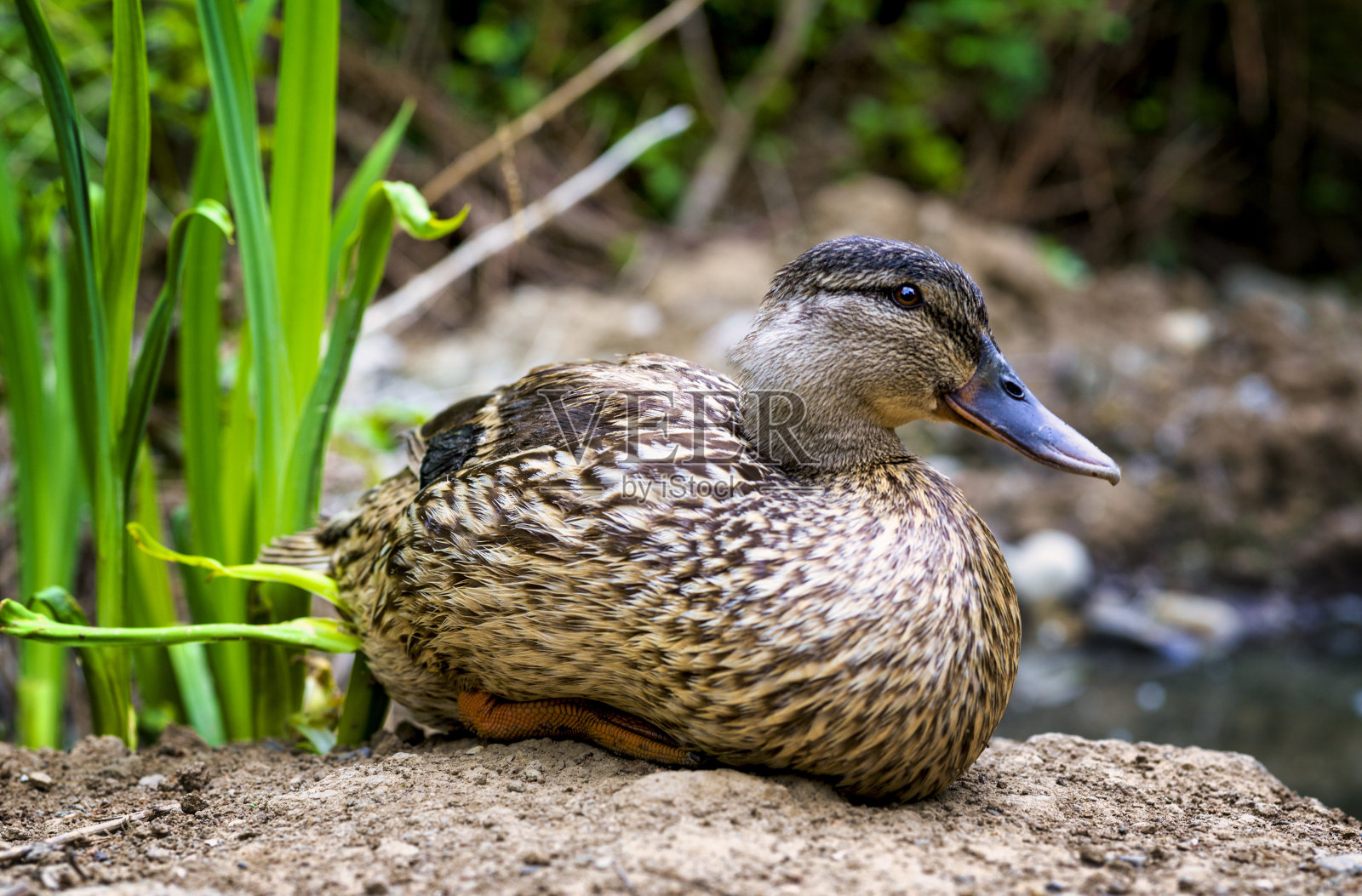 春天的公园照片摄影图片